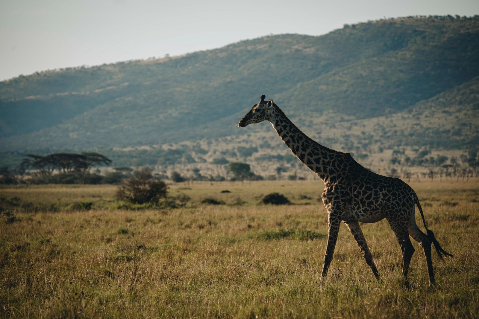 4 Day Serengeti Safari &ndash; Premium Wildlife Adventure