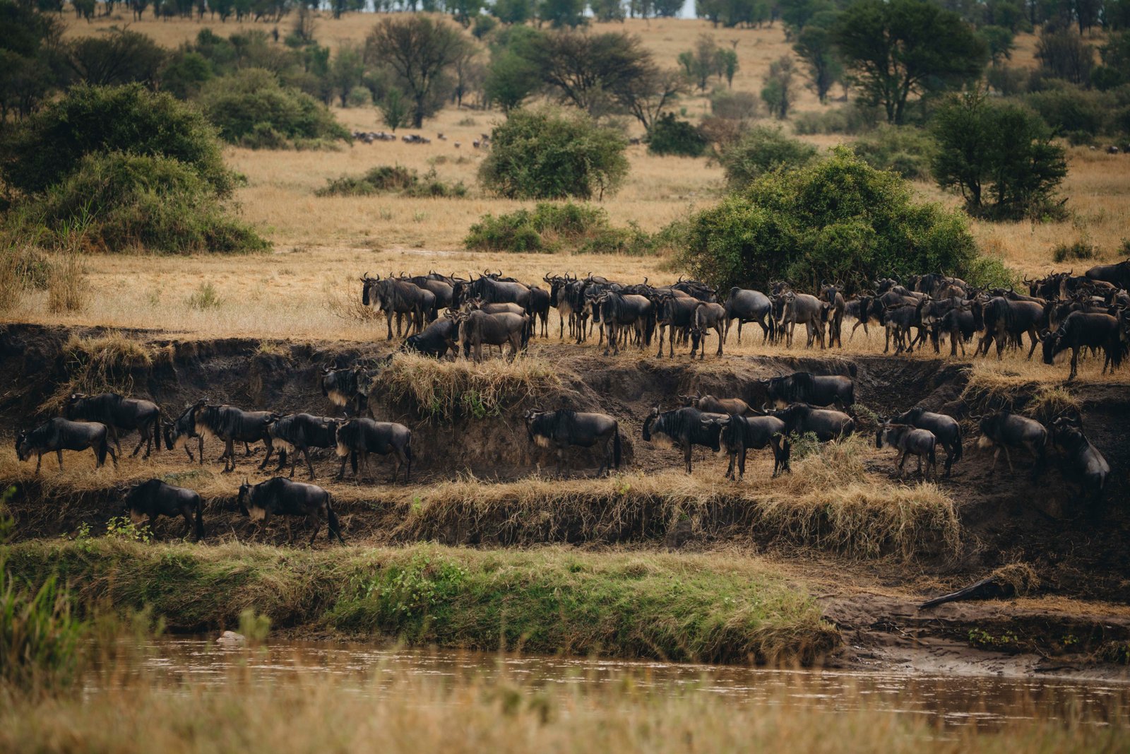3 Day Tanzania Safari &ndash; Lake Manyara & Ngorongoro Adventure