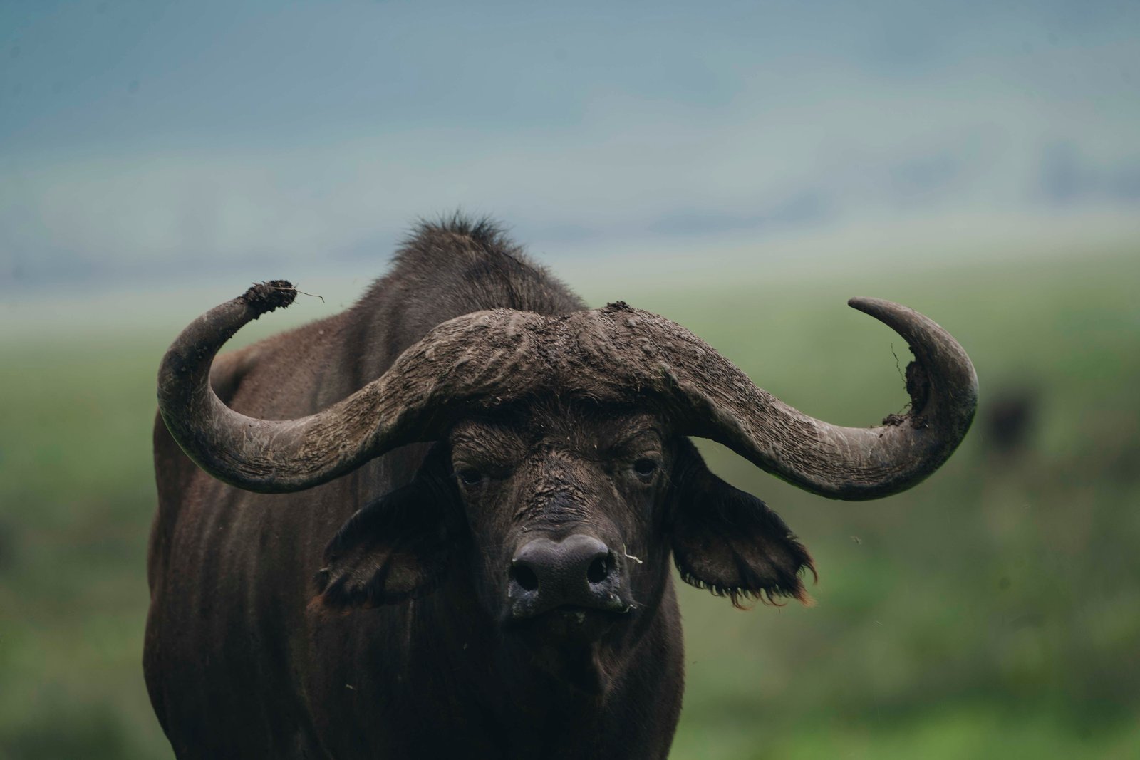 Day Safari from Arusha &ndash; Choose Arusha, Tarangire, Manyara