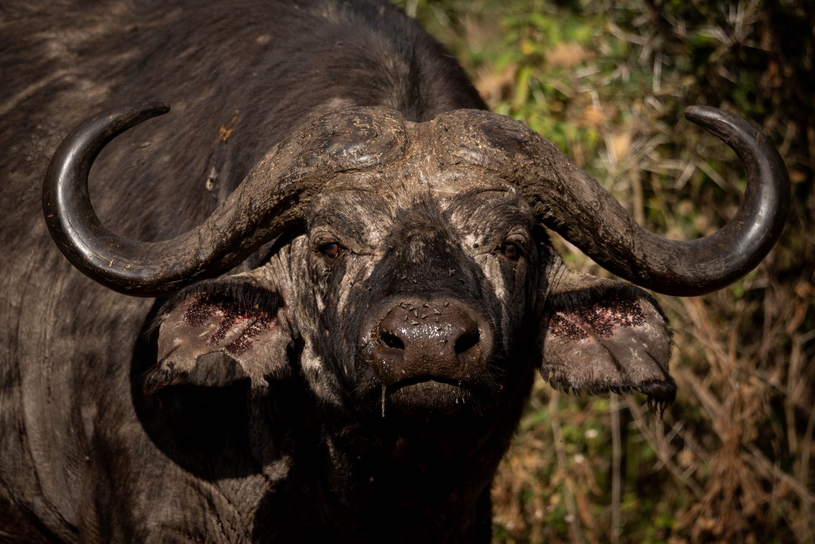 10 Day Tanzania Safari – Nyerere, Mikumi & Ruaha