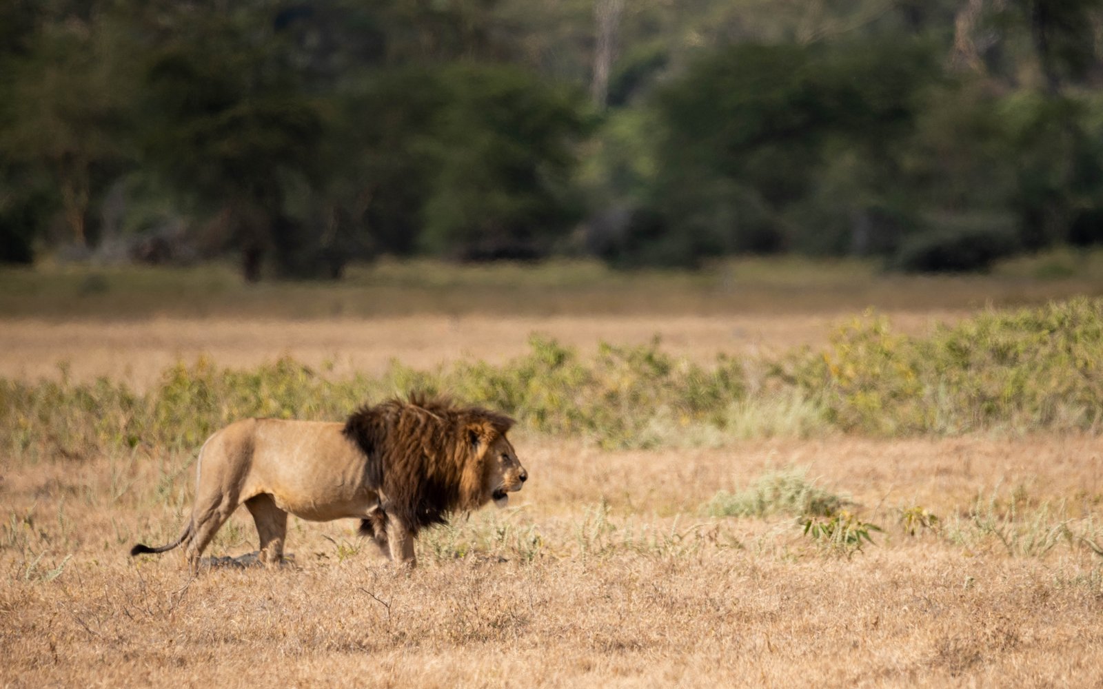 Ngorongoro Crater Day Safari from Arusha