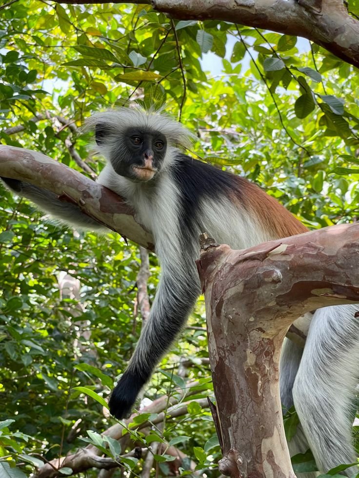 Zanzibar Safari Itinerary – 8 Days of Beaches & Stone Town