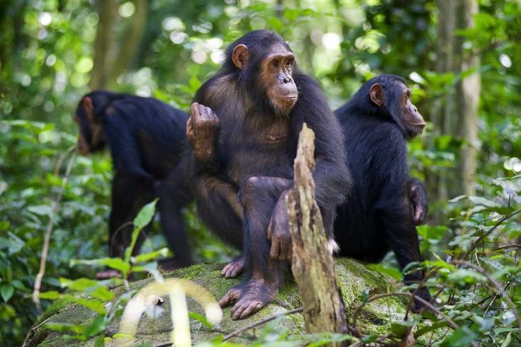 Western Tanzania Safari – 8‑Day Adventure & Lake Trek