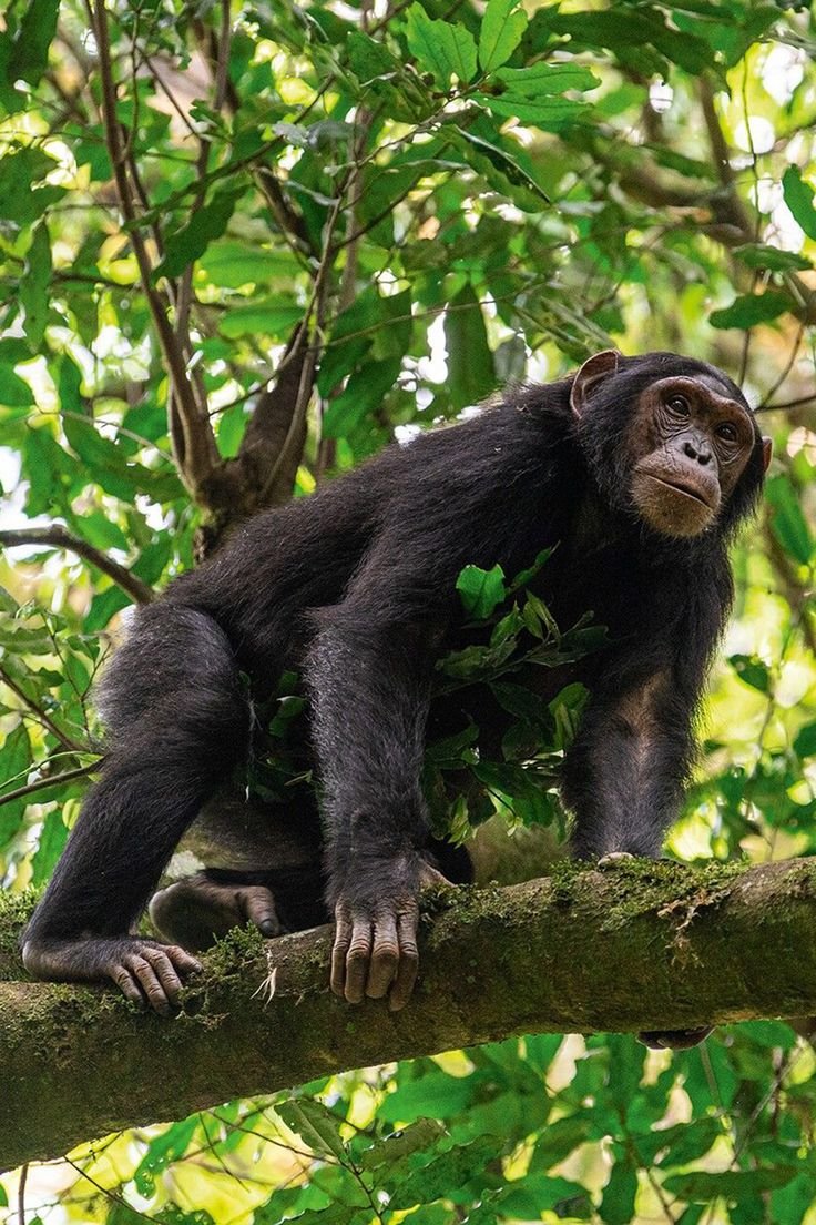 Western Tanzania Safari &ndash; 7-Day Adventure in Katavi & Gombe