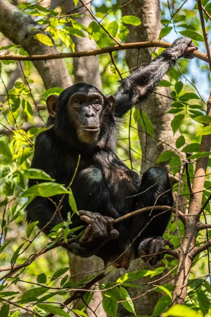 Western Tanzania Safari &ndash; 6-Day Gombe & Mahale Adventure