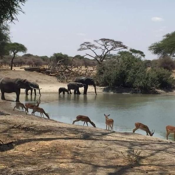 Western Tanzania Safari &ndash; 5‑Day Katavi & Gombe Adventure