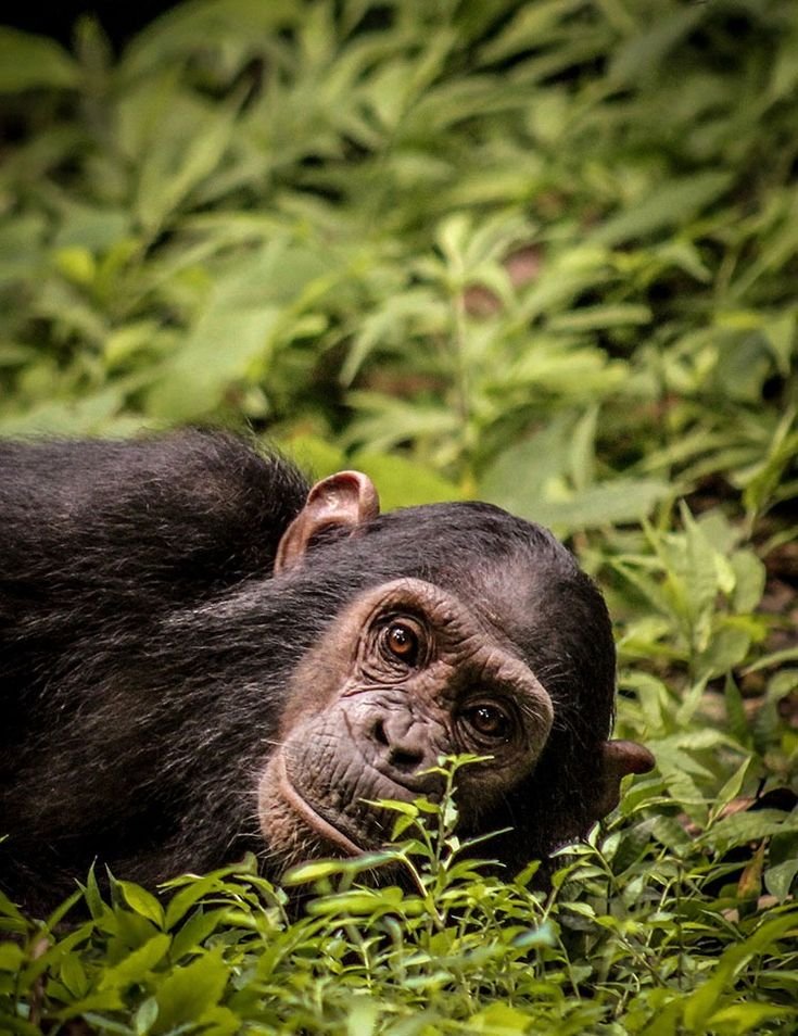 Gombe Stream Safari &ndash; 4‑Day Chimpanzee Adventure in Tanzania