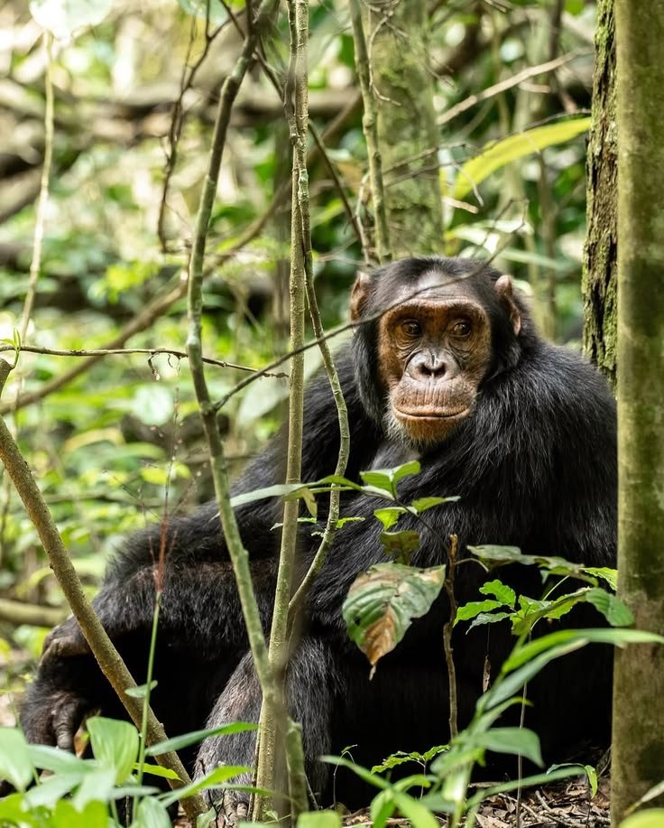 Gombe Stream Safari &ndash; 3‑Day Adventure from Dar es Salaam
