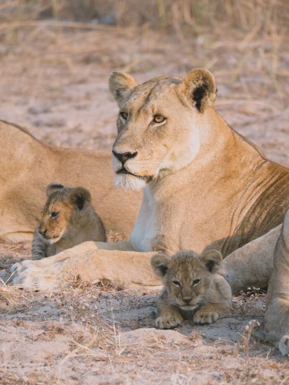 Western Tanzania Safari &ndash; 12‑Day Katavi, Gombe & Mahale