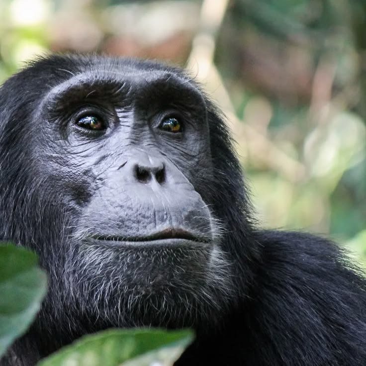 Western Tanzania Safari 11‑Day Katavi, Gombe & Mahale