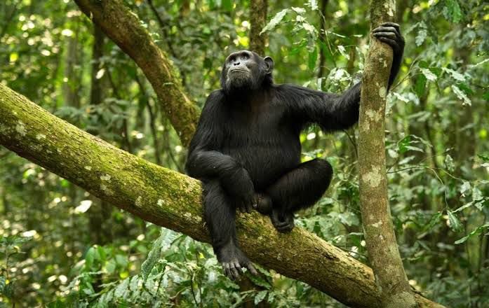 Western Tanzania Safari &ndash; 10‑Day Katavi, Gombe & Mahale