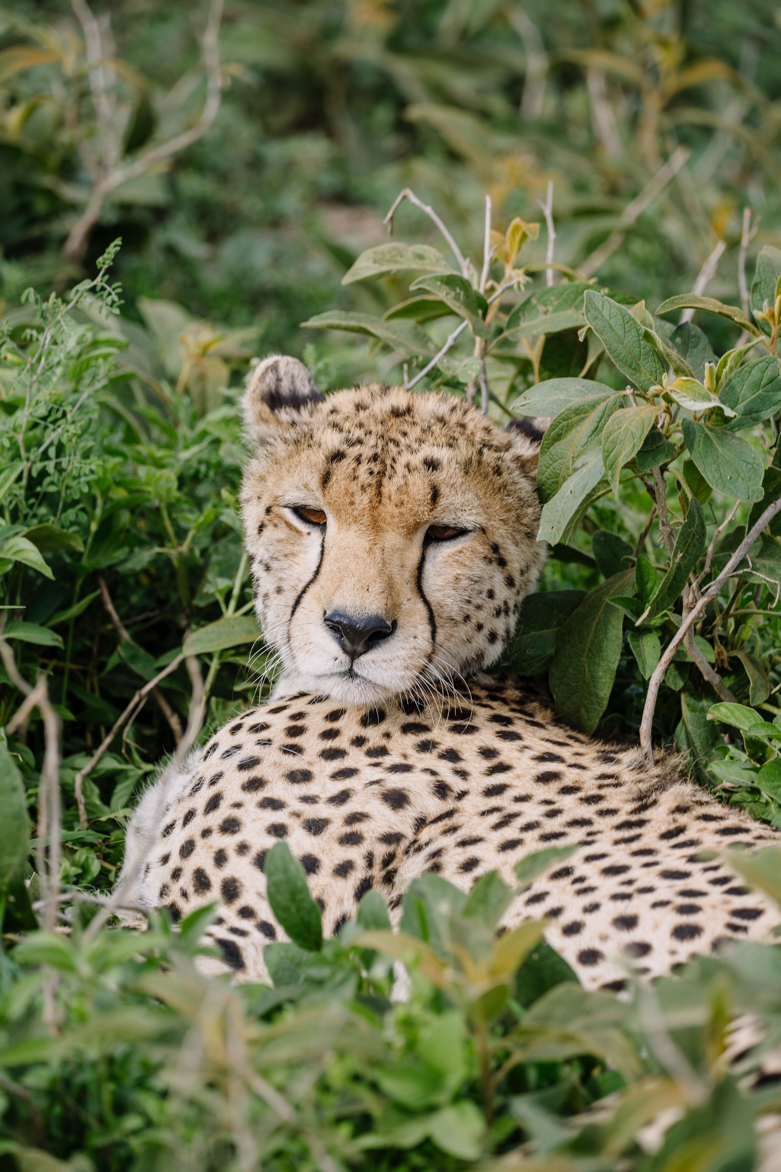 Luxury Ndutu Fly in Safari &ndash; 4‑Day Escape