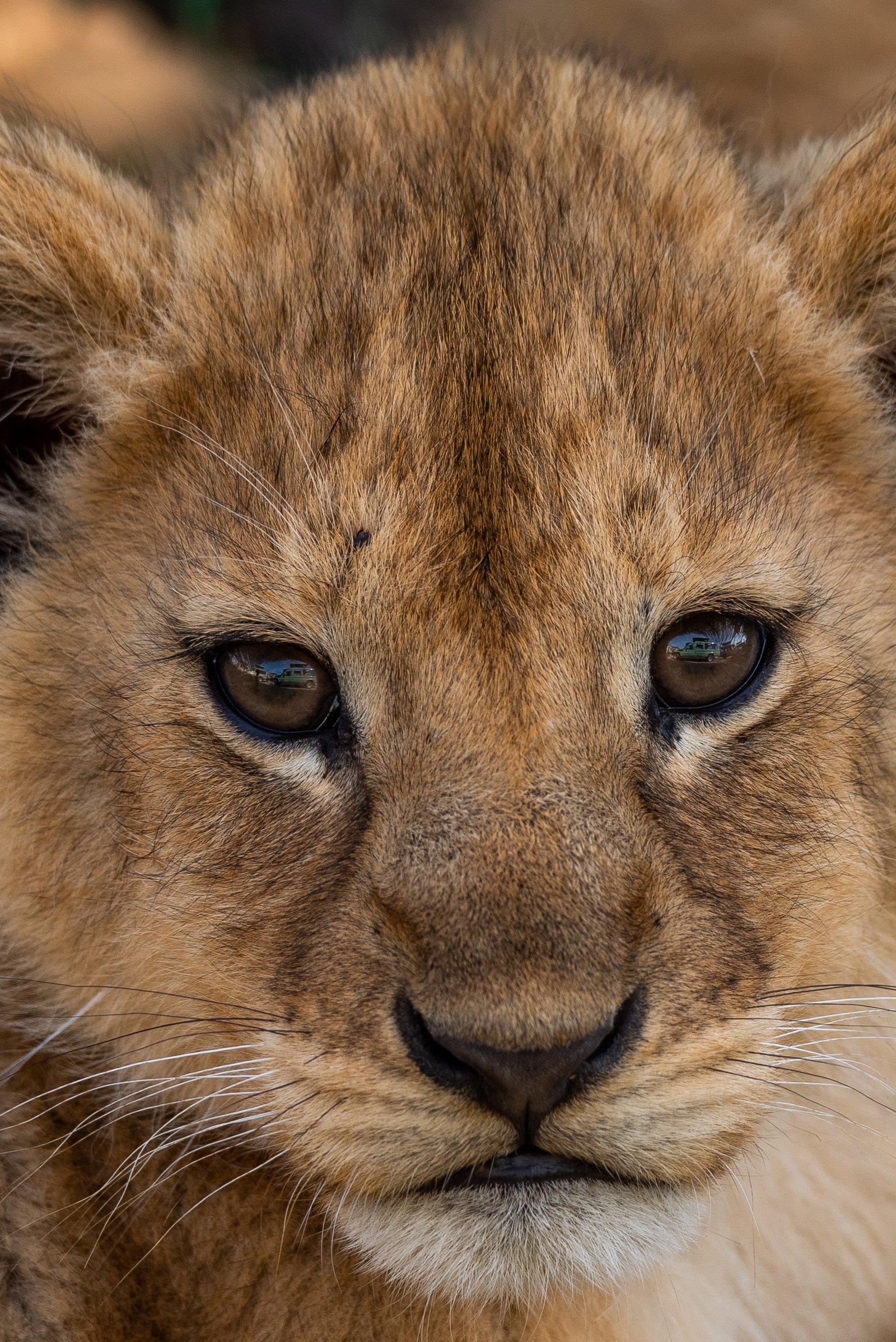 12-Day Ndutu Calving Season & Zanzibar - Fly-In