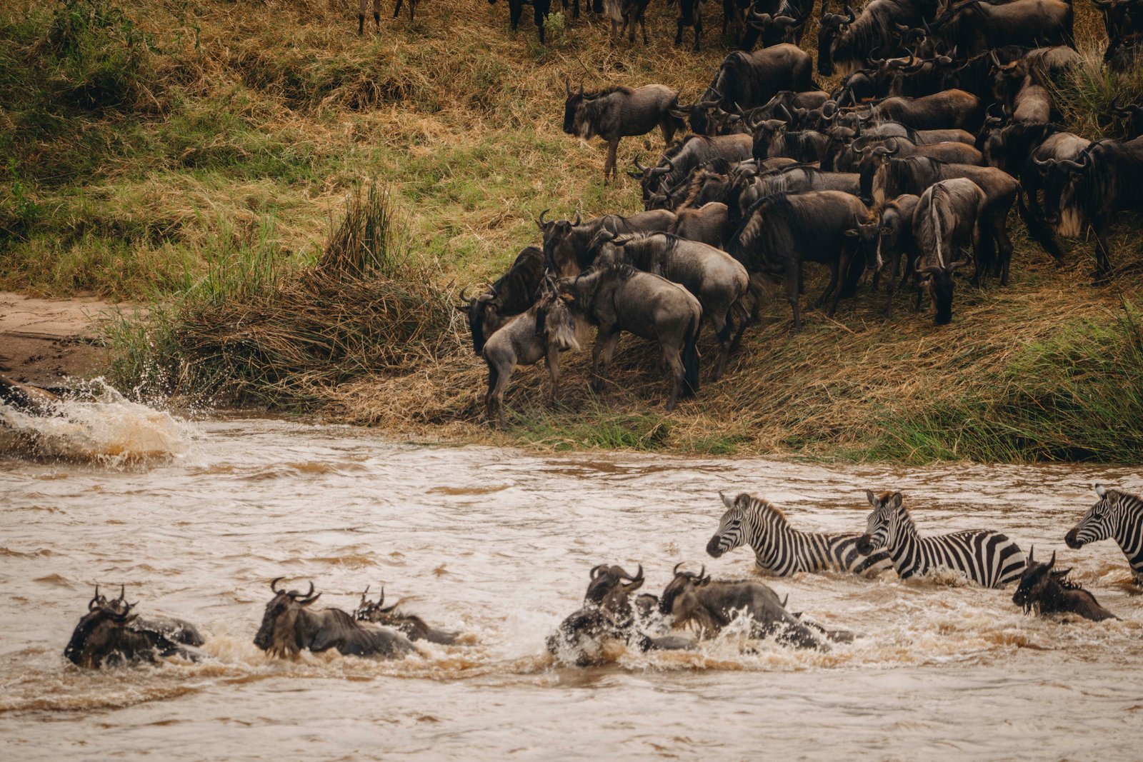 10‑Day Great Migration Safari – Tanzania Wildlife Adventure