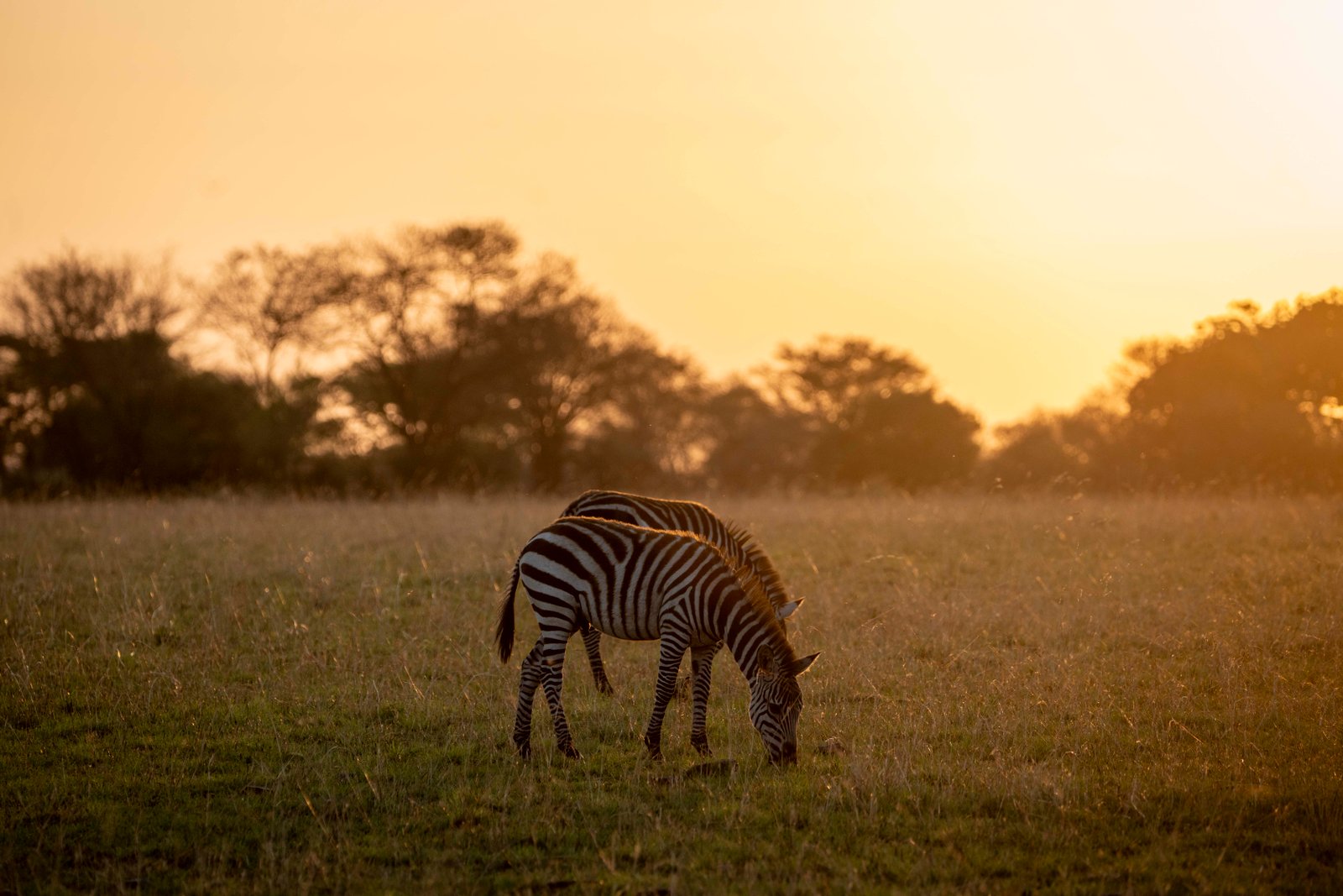 Tanzania Safari: 9‑Day Tarangire, Ndutu & Ngorongoro
