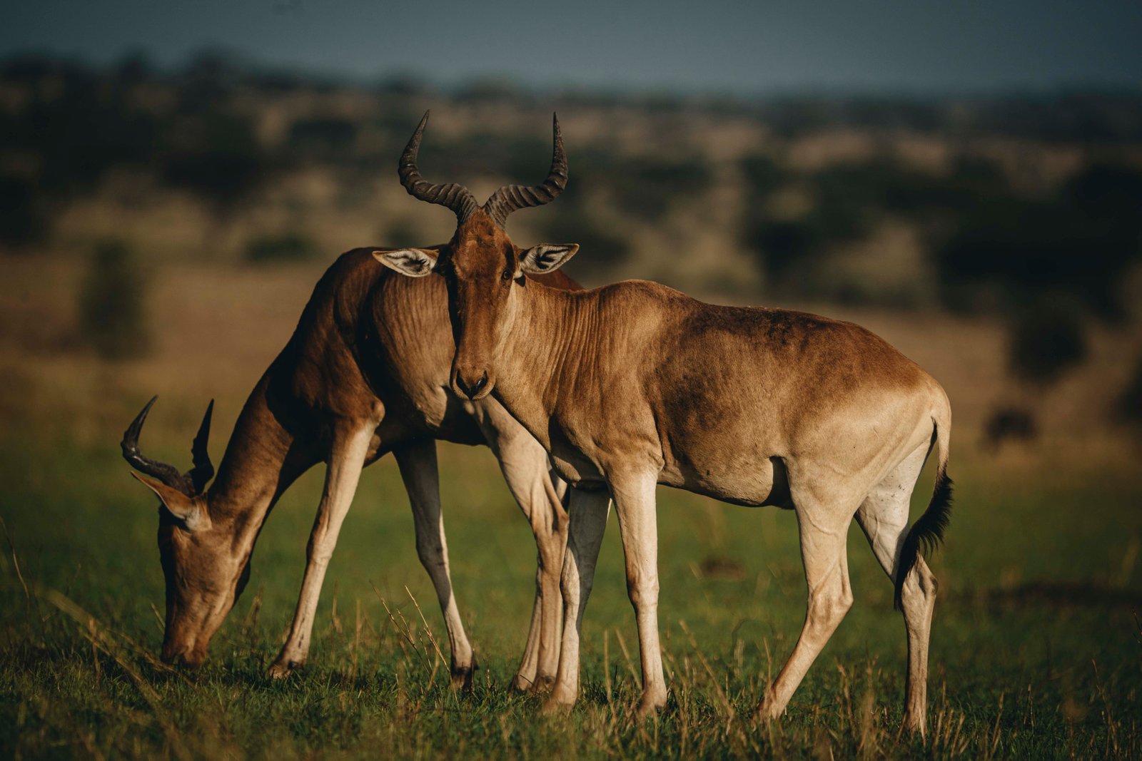 Luxury Tanzania Safari: 10‑Day Ultimate Wildlife Adventure