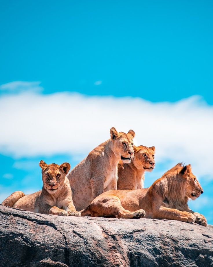 Northern Serengeti Safari – 4-Day Luxury Wilderness Escape