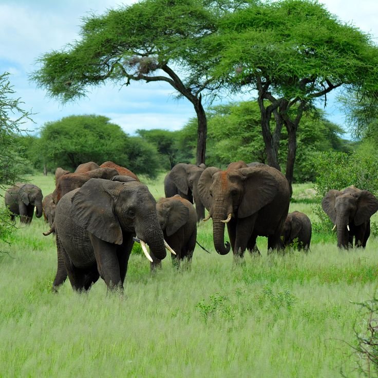 9 Day Tanzania Safari &ndash; Highlights, Balloon & Crater