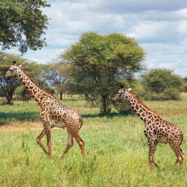 8 Day Tanzania Safari &ndash; Balloon, Wildlife & Crater