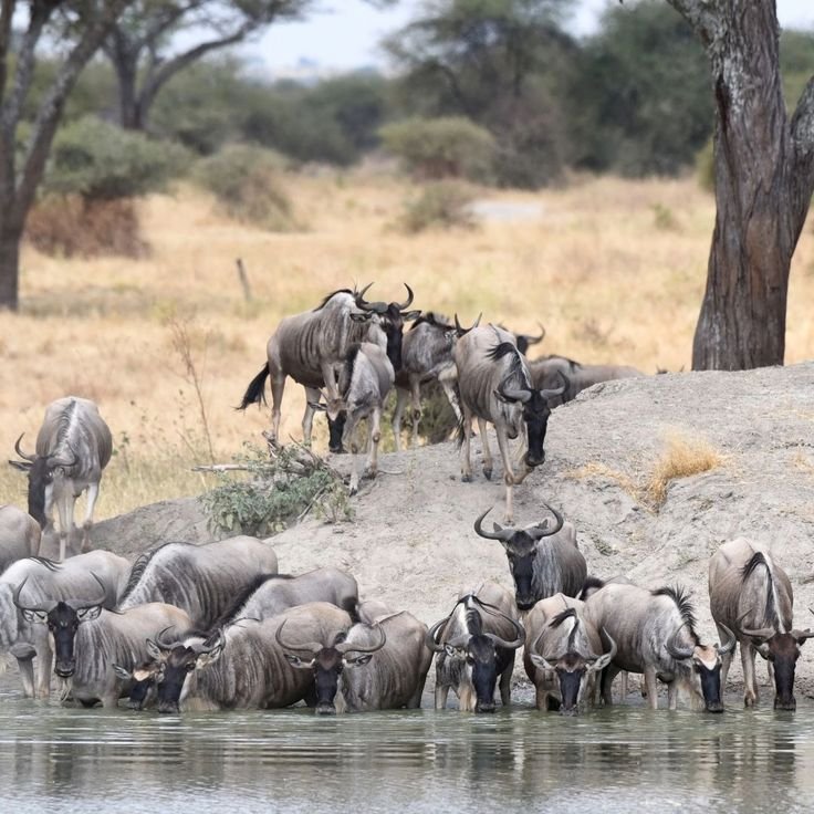 Hot Air Balloon Safari Tanzania – 7-Day Wildlife Adventure