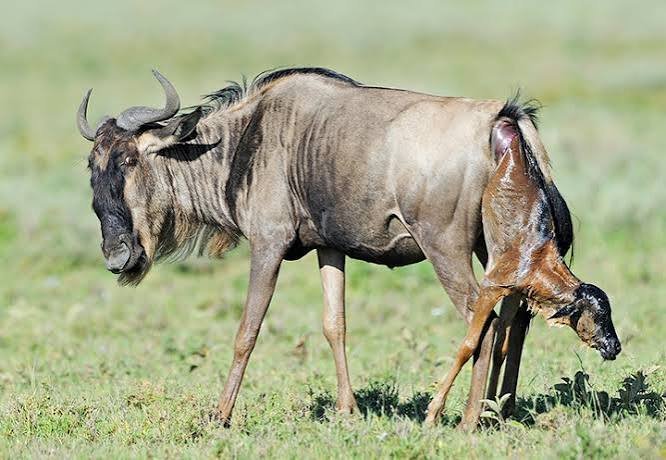 Ndutu Calving Season Safari – 5‑Day Fly‑In Adventure