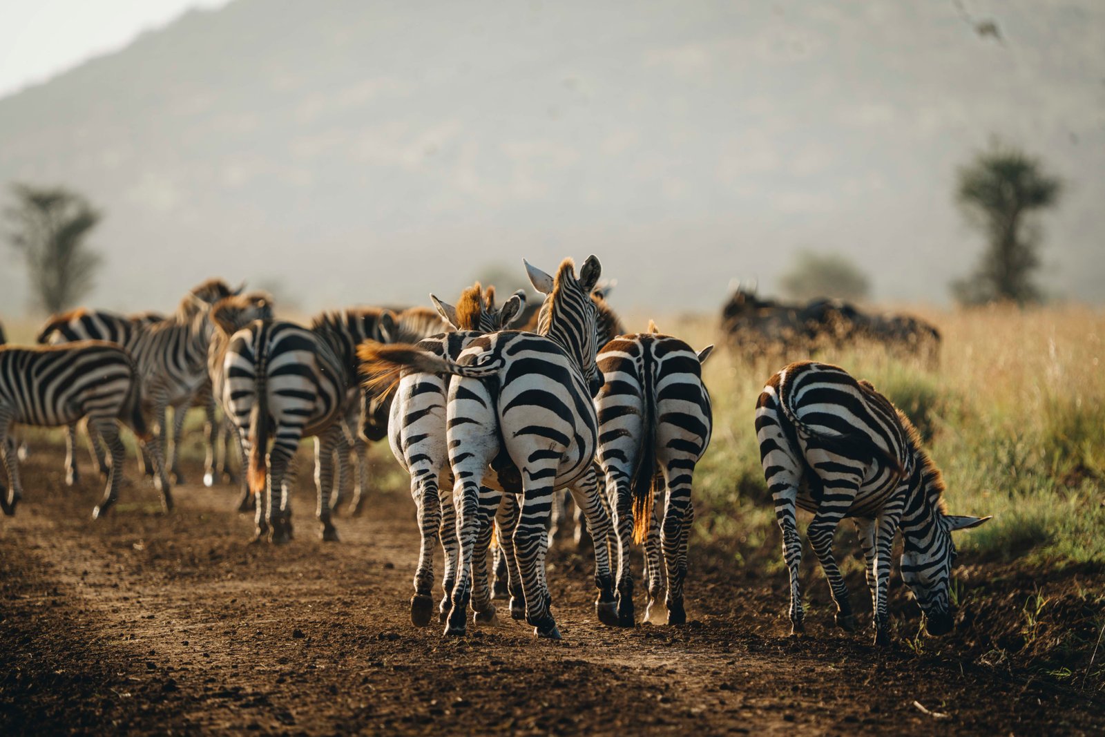 Calving Season Safari &ndash; 5‑Day Tanzania Wildlife & Zanzibar