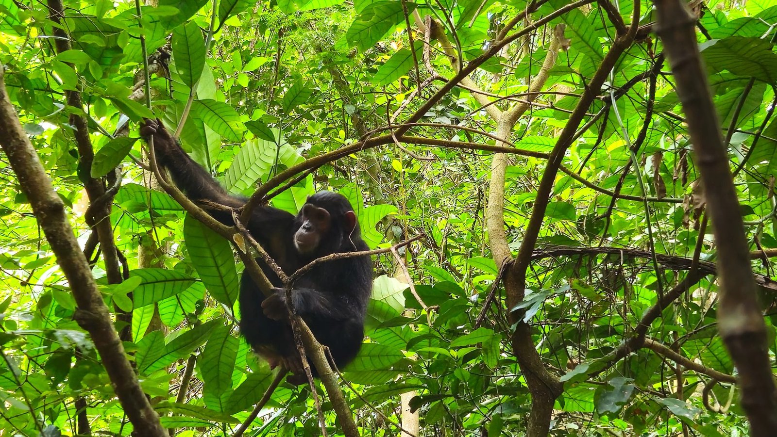 Gombe Stream Chimpanzee Trekking | Tanzania Safaris – Tanzania destination