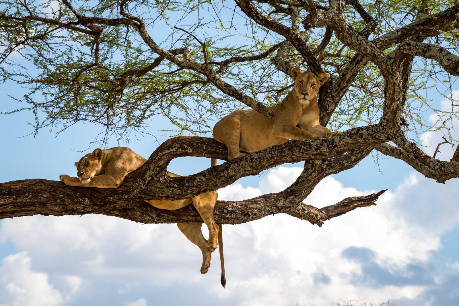 Lake Manyara National Park Safari &ndash; Tree‑climbing Lions &