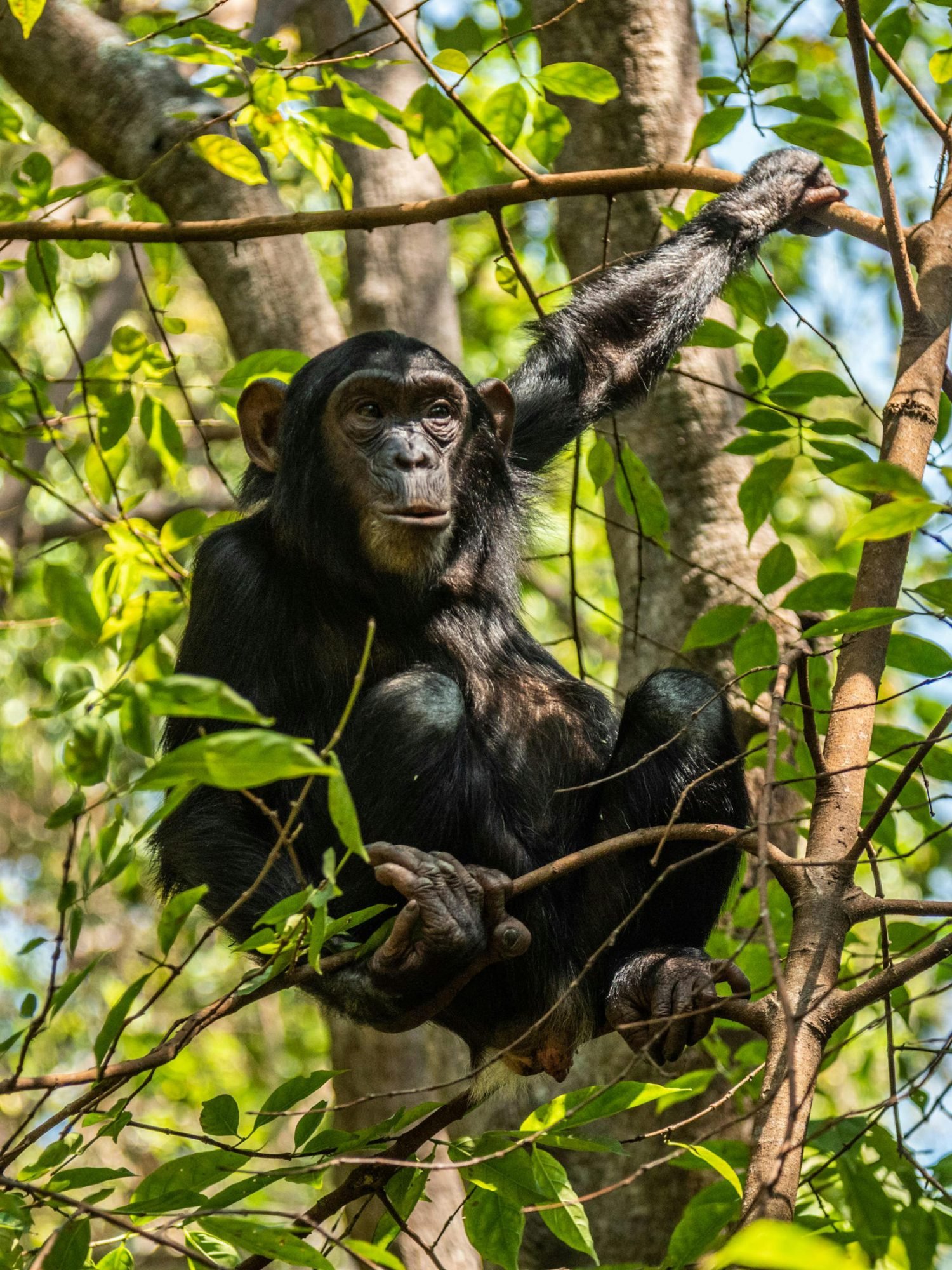 Mahale Mountains Chimpanzee Trekking – Lake Tanganyika - Mountain, Tanzania