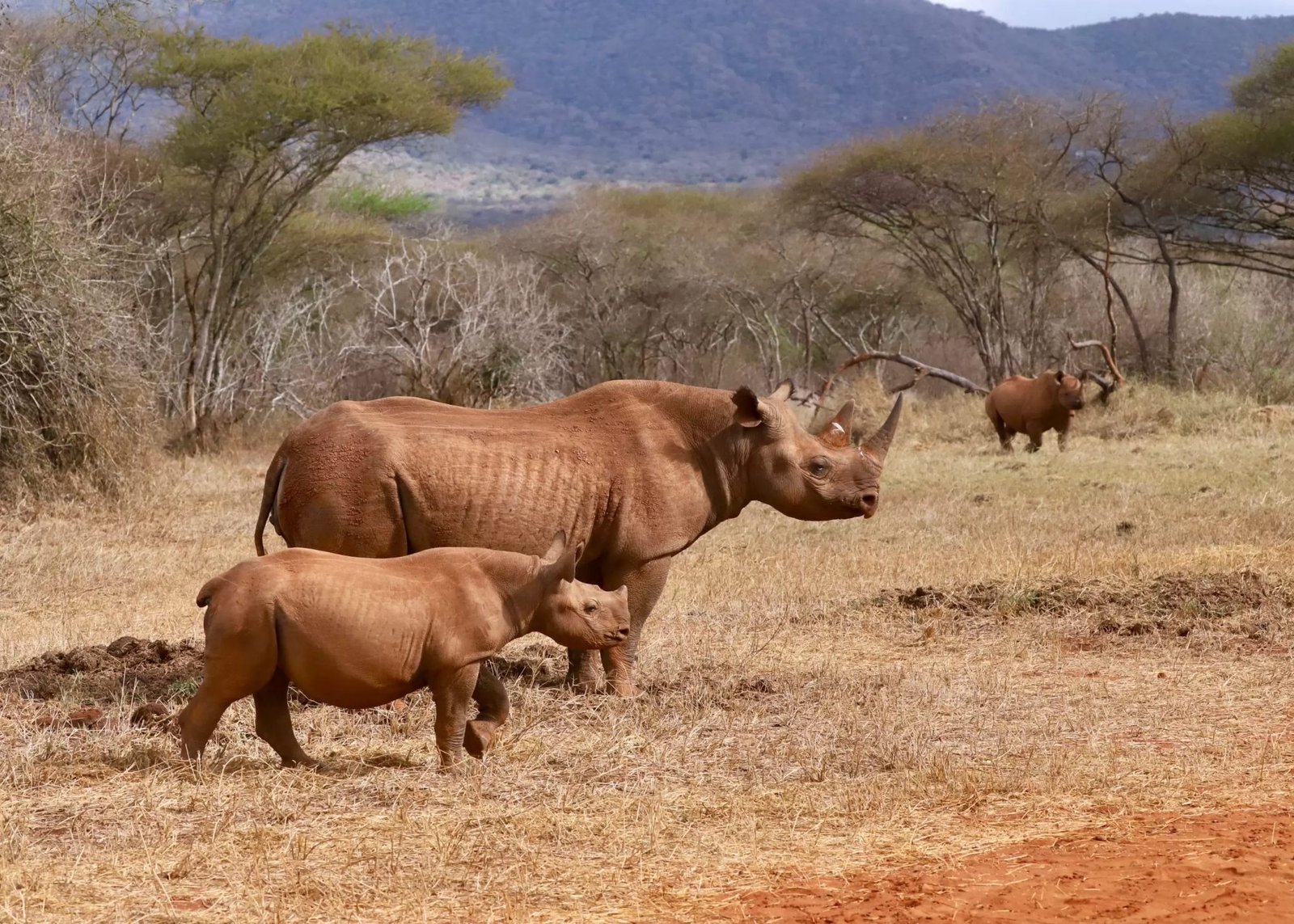 Mkomazi National Park Tanzania &ndash; A Remote Rhino Sanctuary