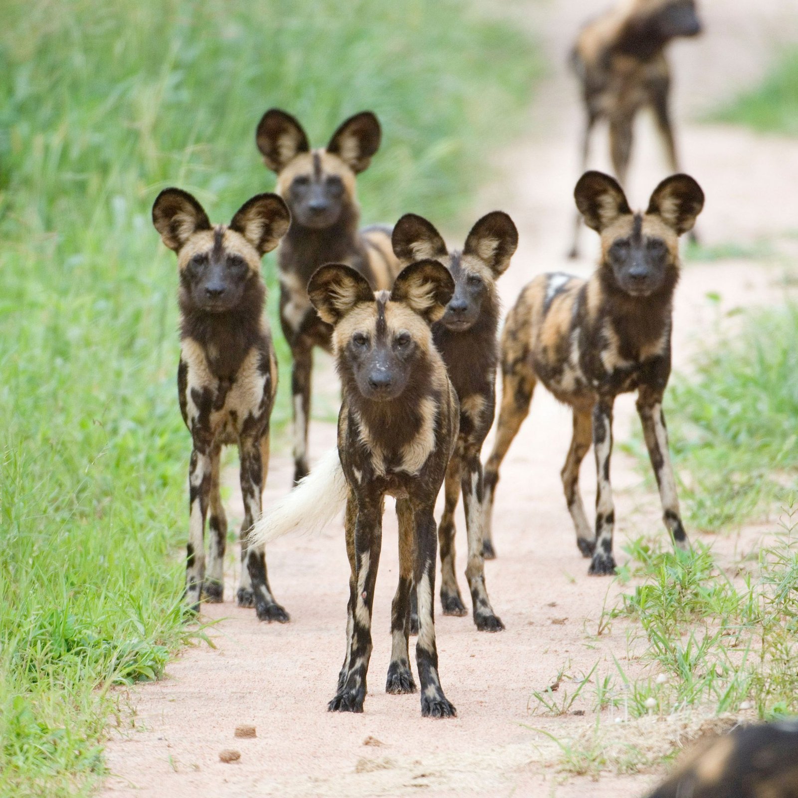 Ruaha National Park Safari – Tanzania’s Untouched Wilderness - Destination, Tanzania