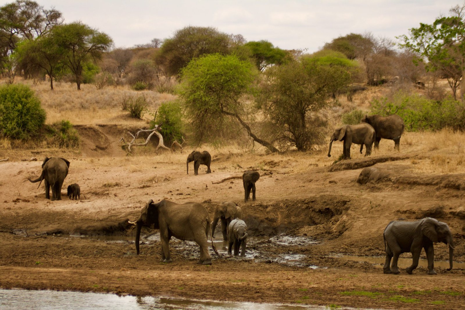 Saadani National Park