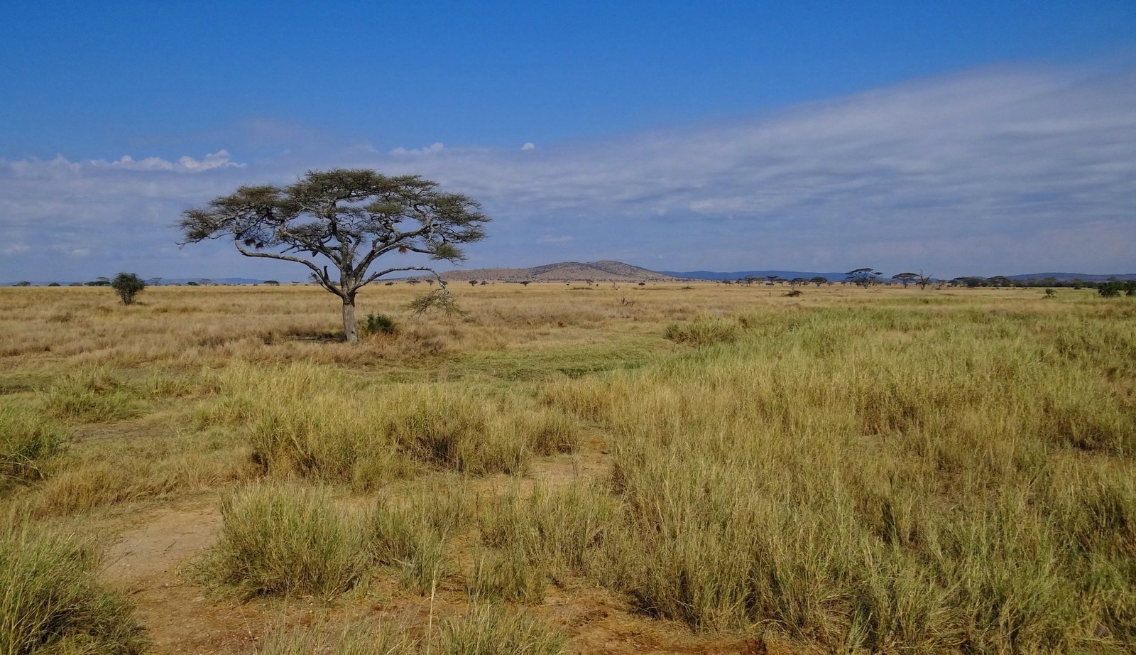Serengeti National Park Safari: Witness the Great Migration