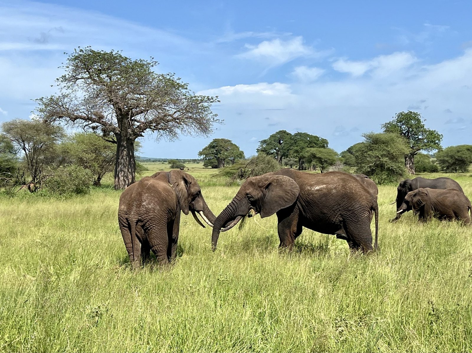 Parque Nacional de Tarangire