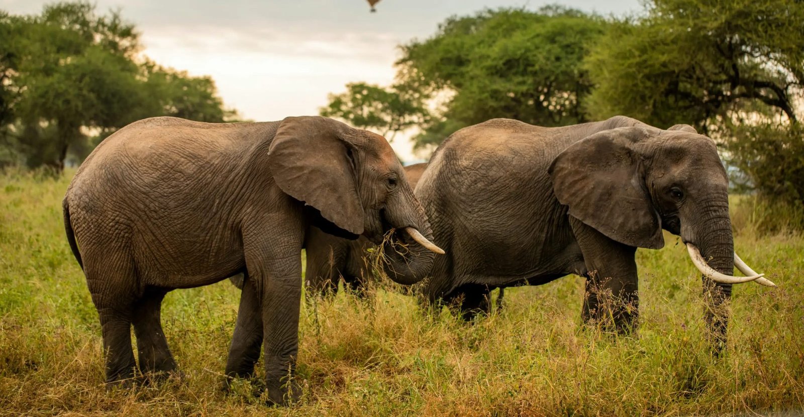 Tanzania Safari Itinerary – 12‑Day Southern Adventure