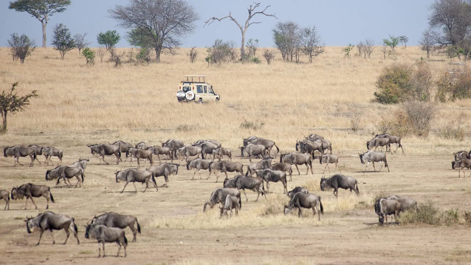 Calving Season Safari &ndash; 7‑Day Serengeti & Ngorongoro
