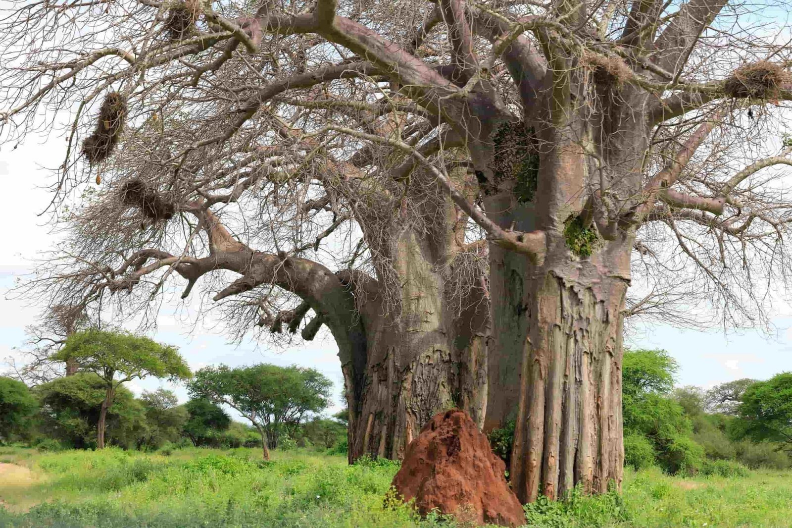 12‑Day Tanzania Safari Itinerary – Luxury Adventure