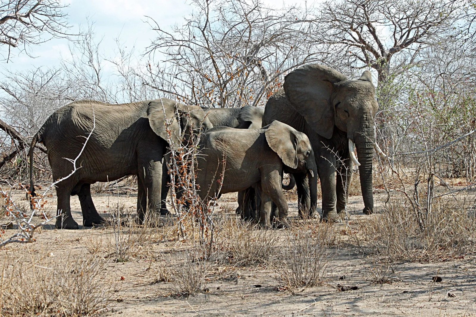 Mikumi Safari &ndash; 4‑Day Tanzania Explorer Adventure
