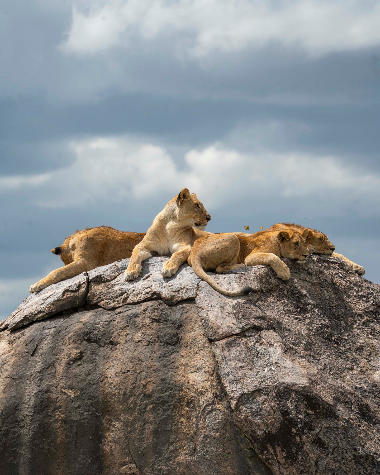 6 Day Tanzania Safari &ndash; Southern Circuit Adventure