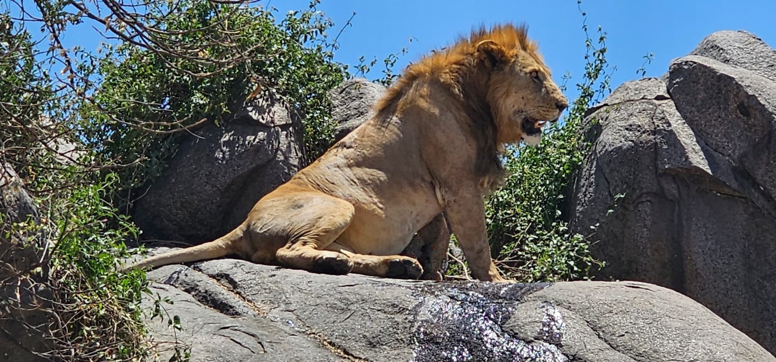 8 Day Luxury Tanzania Safari – Wildlife, Plains & Beach