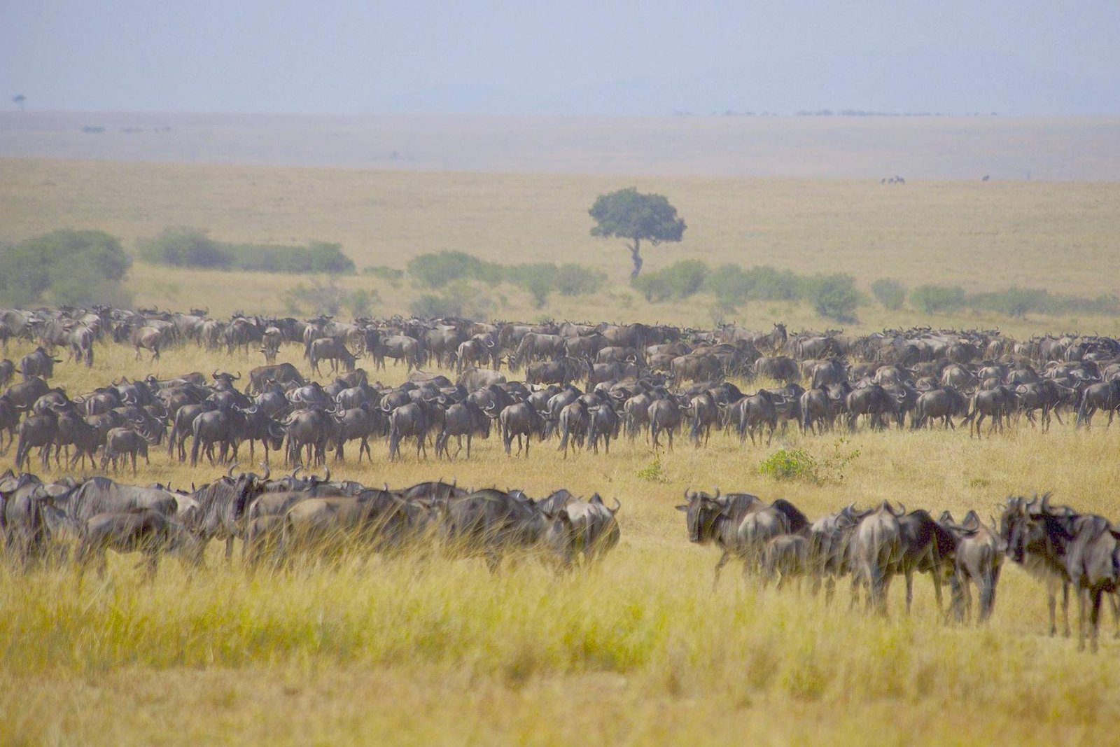 Calving Season Safari: 7‑Day from Serengeti to Ngorongoro