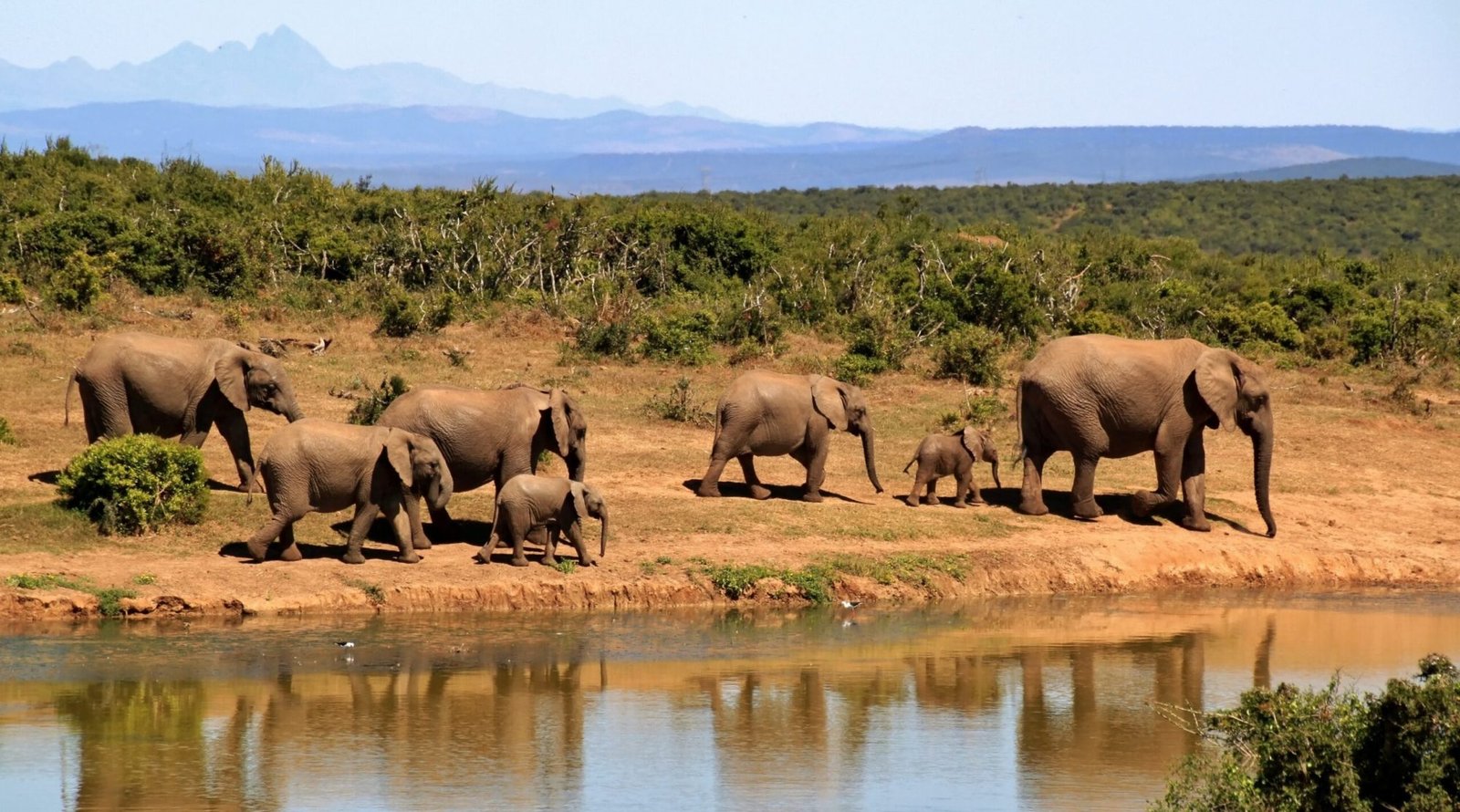8 Day Tanzania Safari – Nyerere, Mikumi & Ruaha