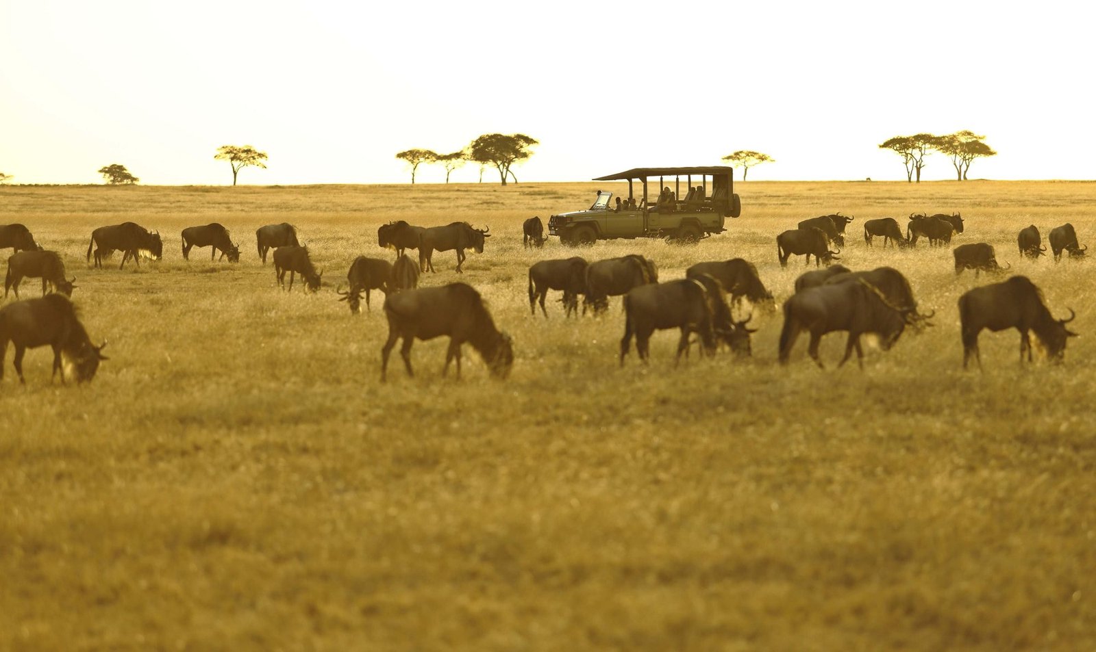 Safari: 8‑Day Migration Tarangire, Serengeti & Zanzibar