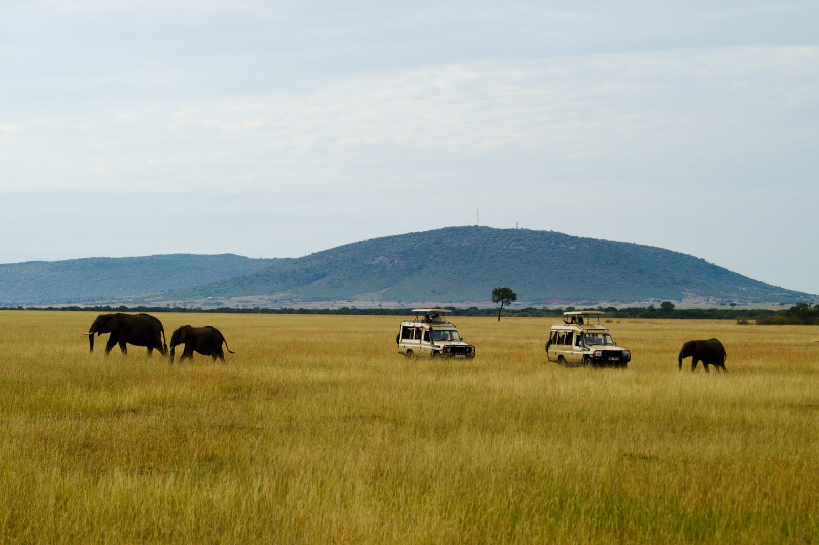 Ngorongoro Crater Day Safari from Arusha