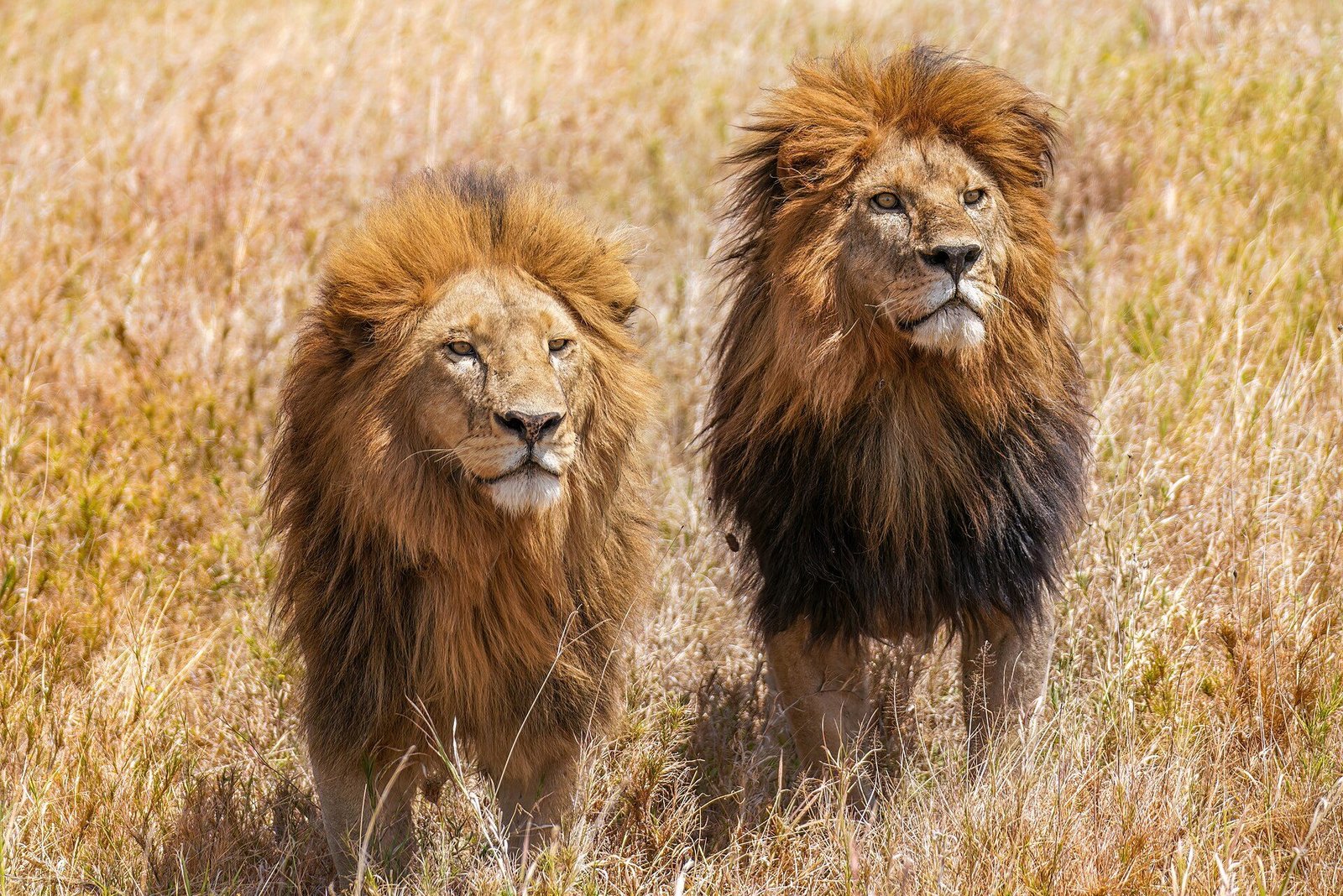 Luxury Tanzania Safari & Beach &ndash; 12‑Day Premium Adventure