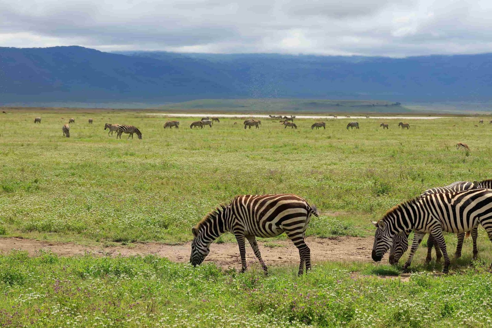 Luxury Tanzania Safari: 12‑Day Serengeti & Ngorongoro Escape