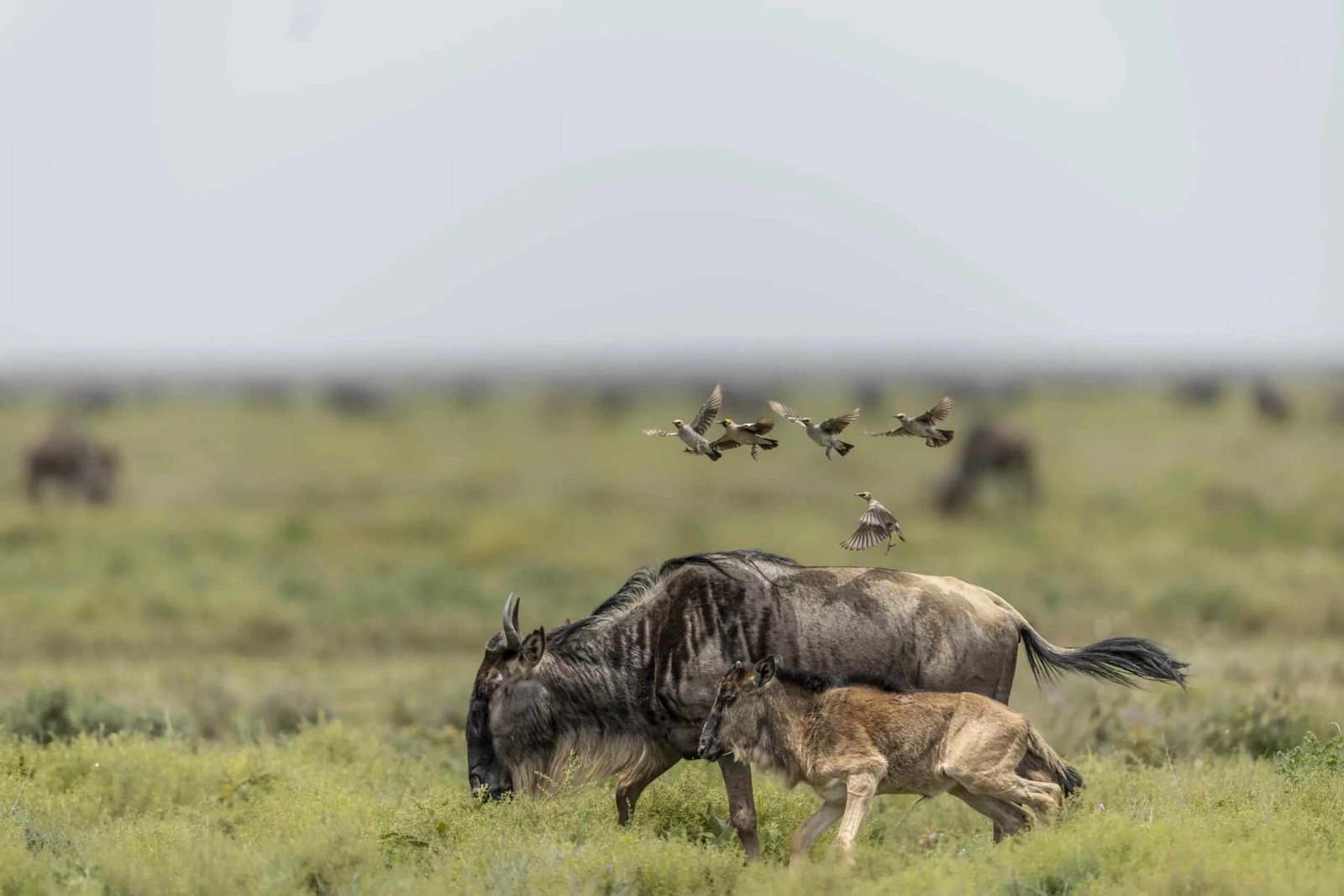 Calving Season Safari &ndash; 4‑Day Serengeti & Ngorongoro