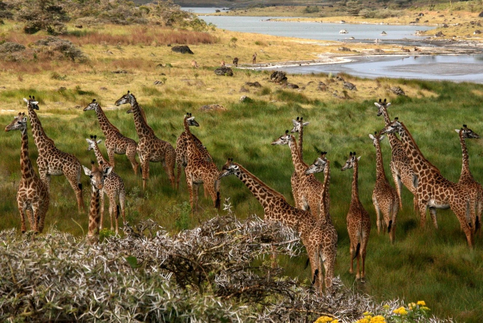 14‑Day Northern Serengeti Great Migration Safari