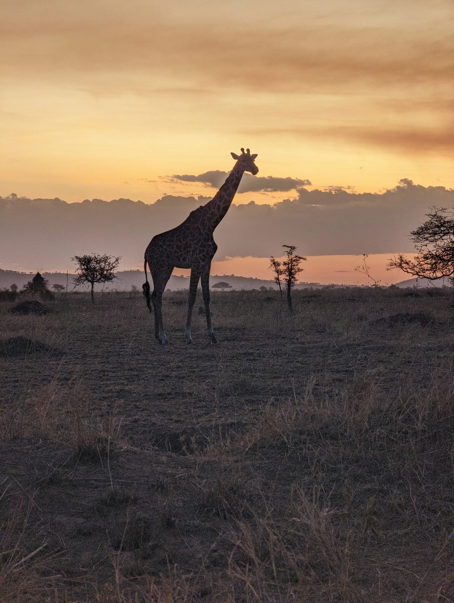 Day Safari from Arusha &ndash; Choose Arusha, Tarangire, Manyara