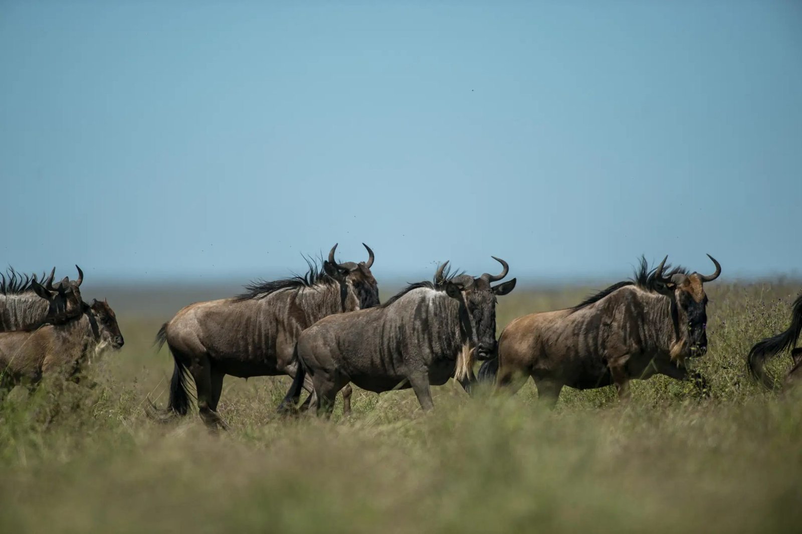 Serengeti Safari – 10‑Day Journey Through Northern Tanzania